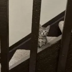 Pip & Mochi
