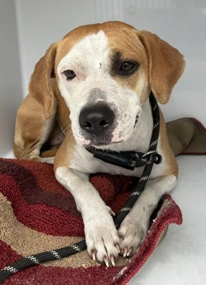A young medium-sized female Hound dog named Honey for adoption in Gainesville, FL