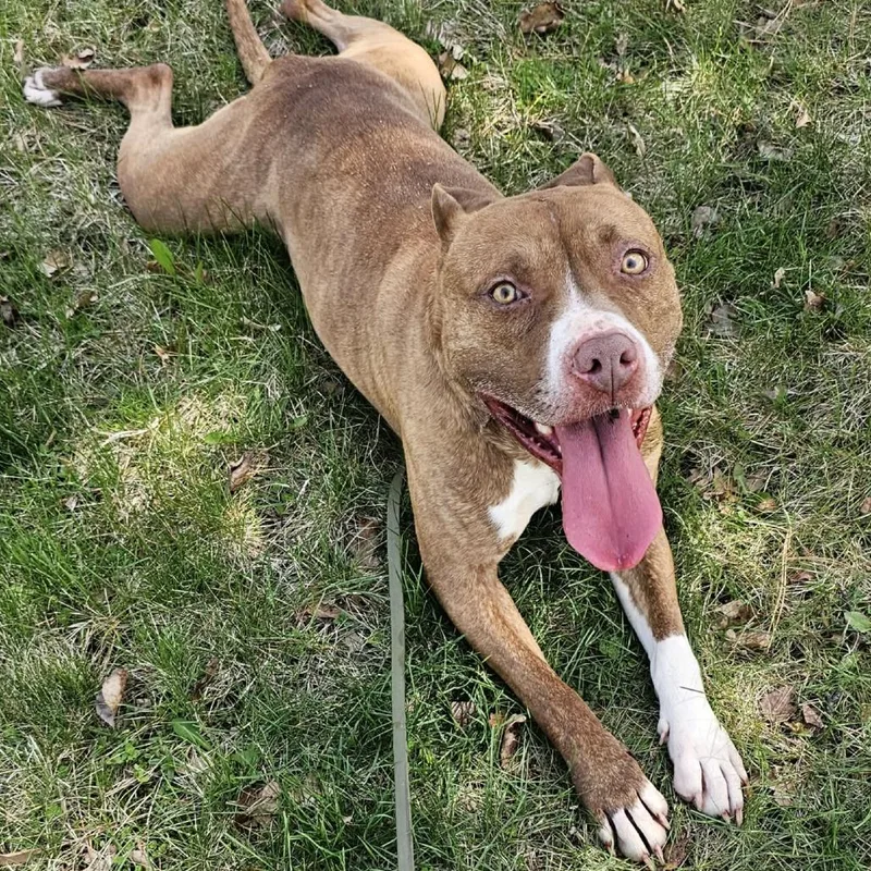 An adult medium-sized male Yellow / Tan / Blond / Fawn Mixed Breed dog named Danson for adoption in Owosso, MI