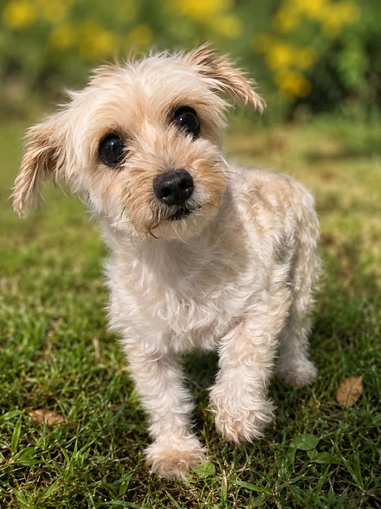 Pippa