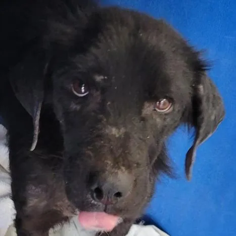 A young medium-sized male Black Mixed Breed dog named Koda for adoption in Las Cruces, NM
