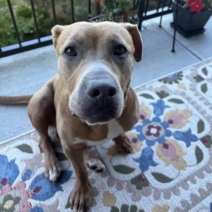 Daisy