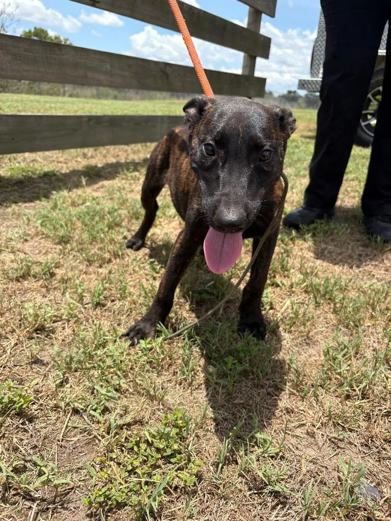 A baby medium-sized male Terrier dog named Homer for adoption in Wauchula, FL