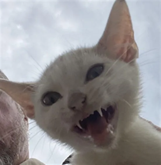 A baby small-sized male Domestic Short Hair cat named Crab Mold for adoption in Statesville, NC