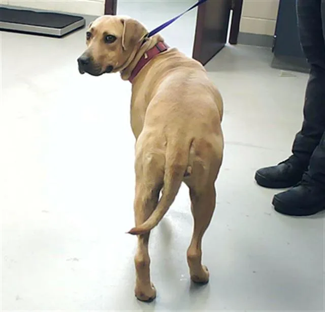 An adult medium-sized female Black Mouth Cur dog named Max for adoption in Fayetteville, NC