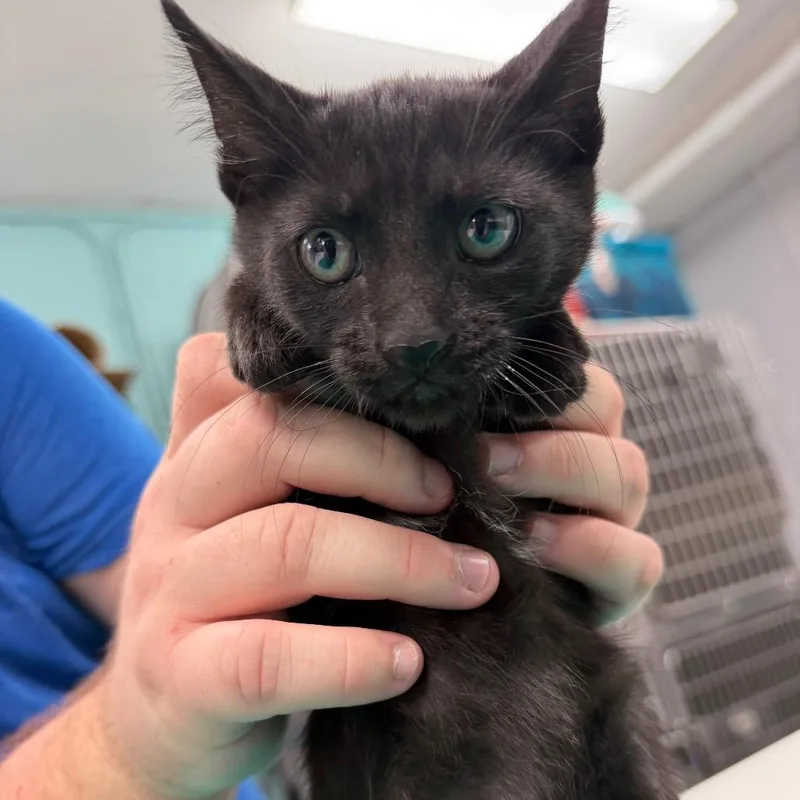 A baby small-sized female Black Domestic Short Hair cat named Shrimp for adoption in Port Charlotte, FL