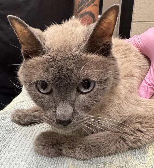 A senior medium-sized male Domestic Long Hair cat named Ernest for adoption in El Cajon, CA