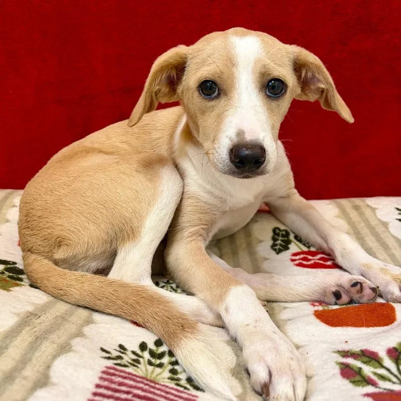 A baby small-sized female Yellow / Tan / Blond / Fawn Mixed Breed dog named Layla for adoption in Pekin, IL