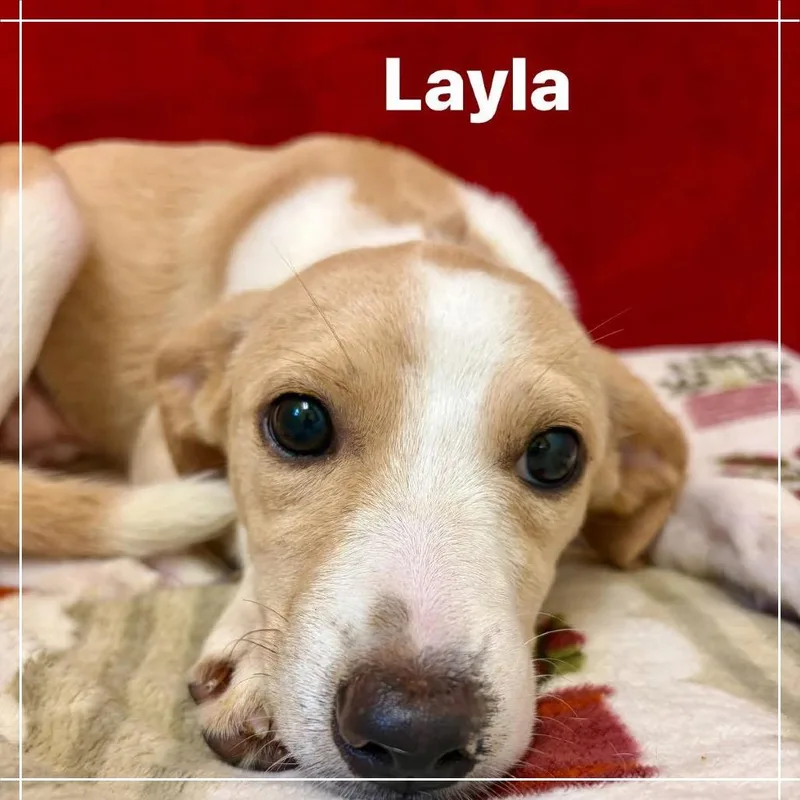 Layla thumbnail 5