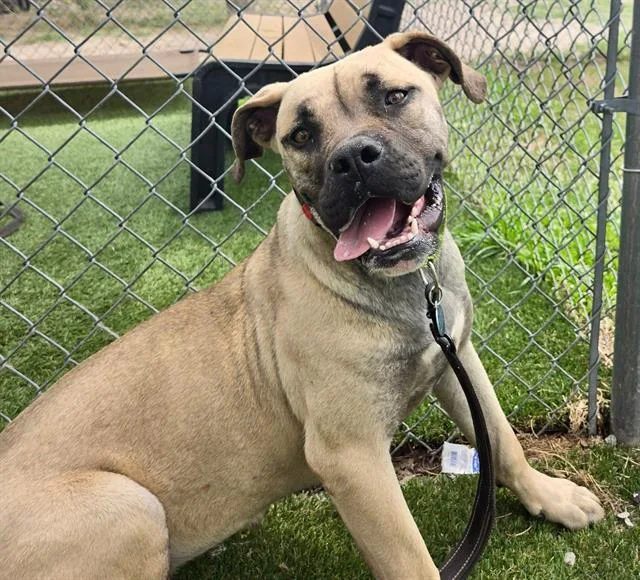 A young large-sized female Mixed Breed dog named Hazel for adoption in Columbia, SC