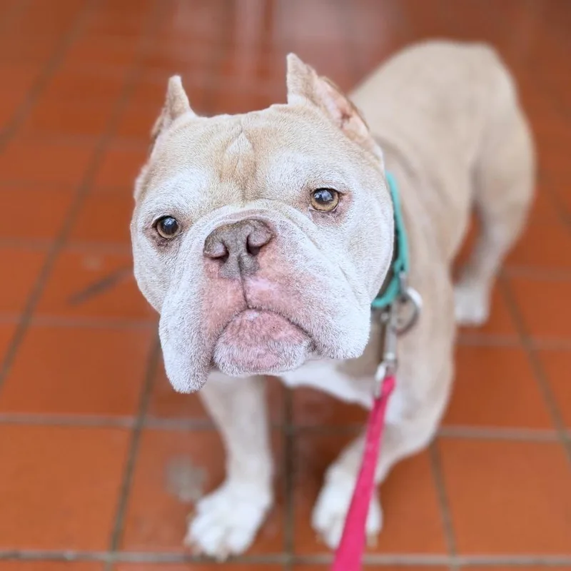 A senior medium-sized male Apricot / Beige English Bulldog dog named Digit for adoption in Providence, RI
