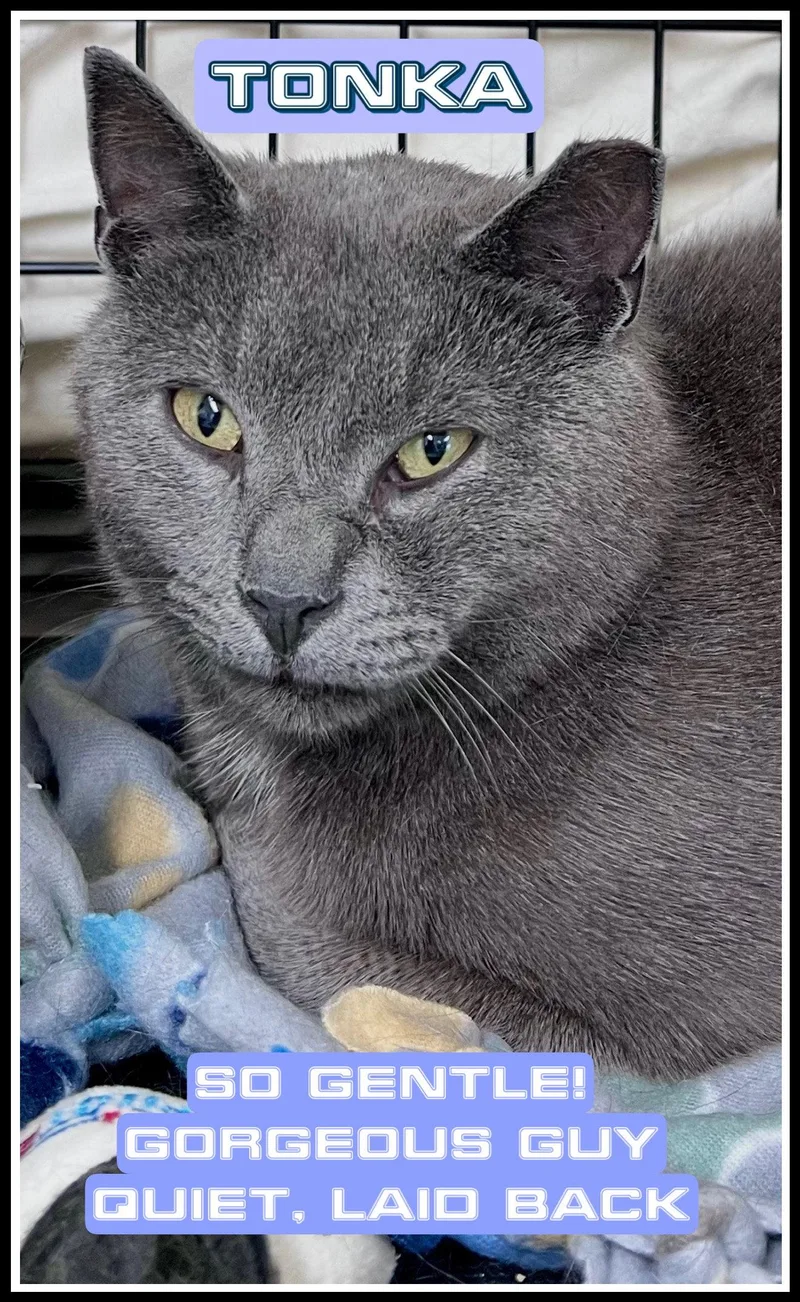 Tonkawillow Grove Pa thumbnail 2