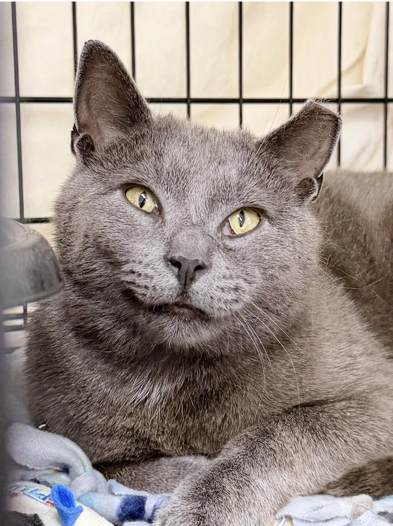 An adult medium-sized male Domestic Short Hair cat named Tonkawillow Grove Pa for adoption in Greenville, DE