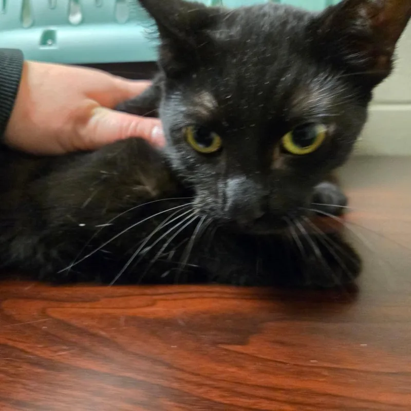 A young medium-sized female Black Domestic Short Hair cat named Belinda for adoption in Bristol, IN
