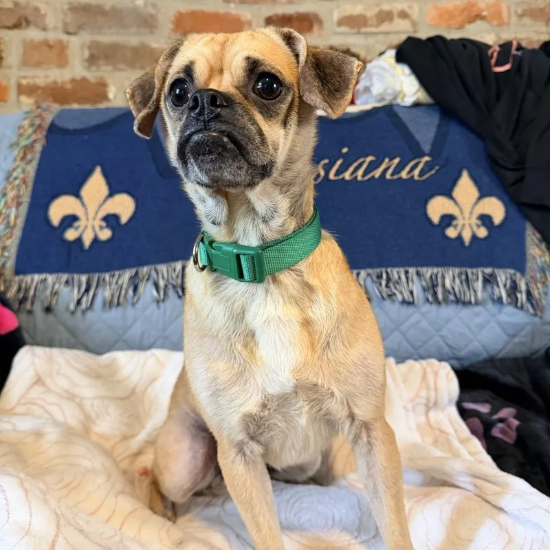 An adult small-sized female Yellow / Tan / Blond / Fawn Pug dog named Judge Judy for adoption in New Orleans, LA