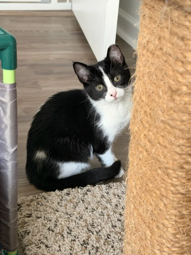 A baby small-sized female Domestic Short Hair cat named Ariel for adoption in Moncks Corner, SC