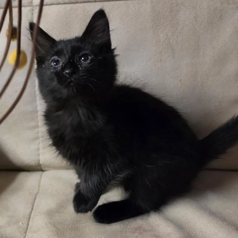 A baby medium-sized male Black Domestic Medium Hair cat named Berlioz for adoption in Graham, WA
