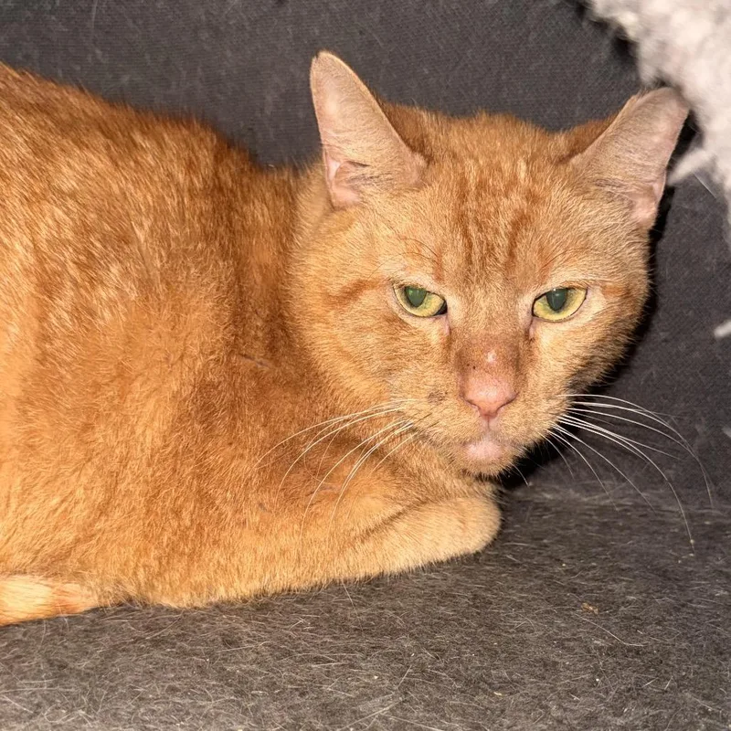 An adult large-sized male Orange / Red Domestic Short Hair cat named Louie for adoption in Lake Jackson, TX