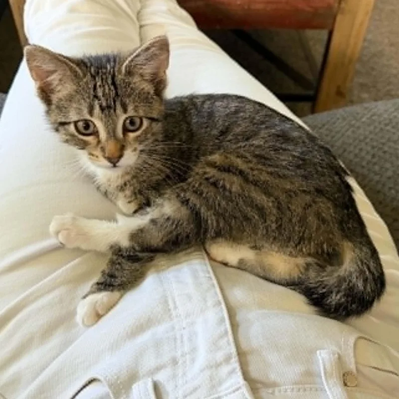 A baby small-sized female Tabby (Buff / Tan / Fawn) Domestic Short Hair cat named Sylvie for adoption in De Soto, IA
