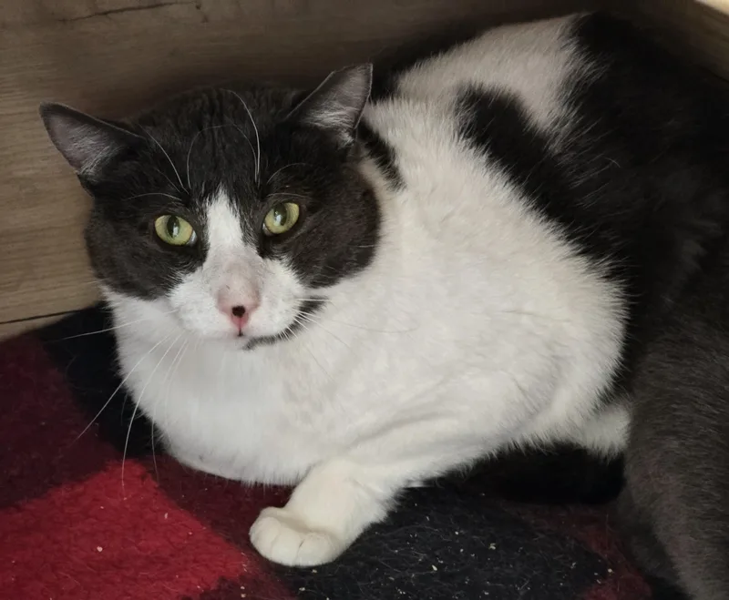 An adult large-sized male Gray & White Domestic Short Hair cat named Bobby for adoption in Amityville, NY