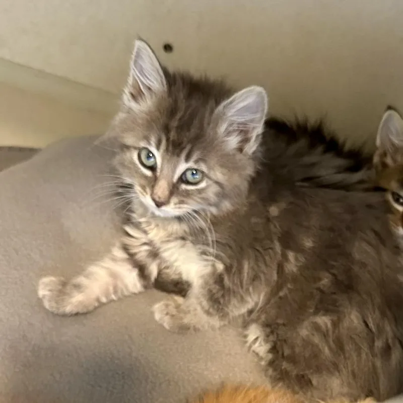 A baby small-sized female Gray / Blue / Silver Domestic Long Hair cat named Cove for adoption in Durango, CO