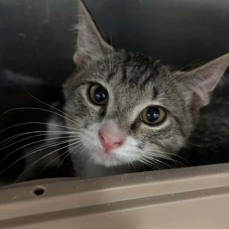 A baby small-sized male Brown / Chocolate Domestic Short Hair cat named Limoncello for adoption in Lakeland, FL