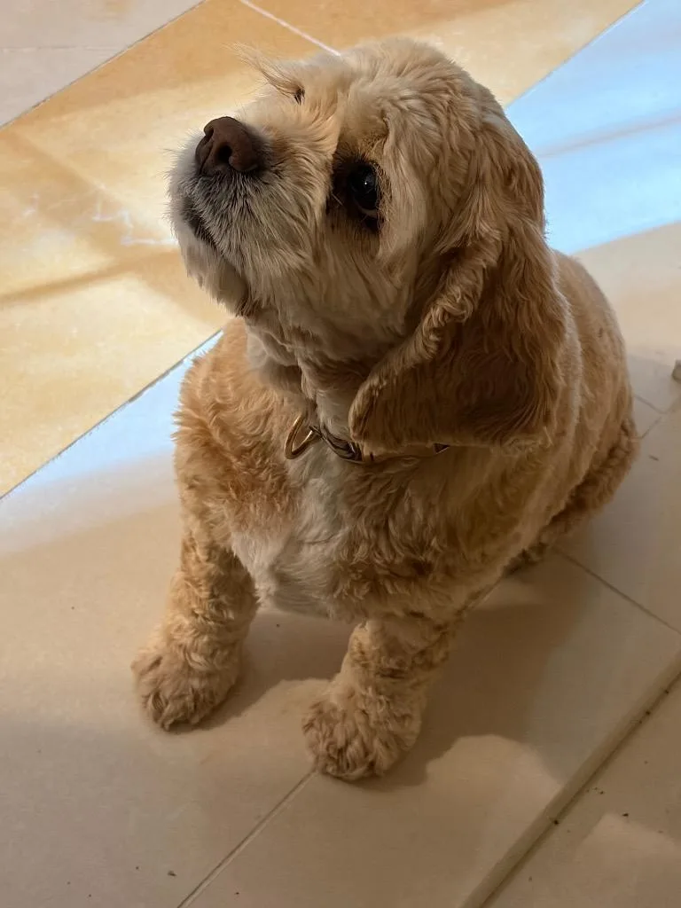 An adult medium-sized female Cocker Spaniel dog named Honey for adoption in Crossville, TN