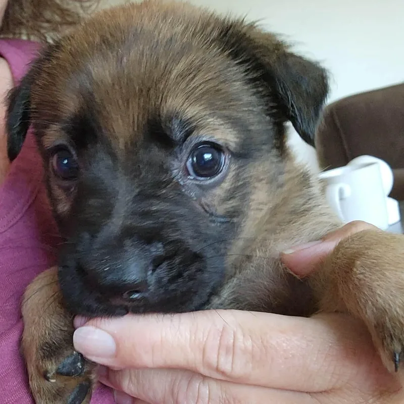 A baby large-sized male Brown / Chocolate German Shepherd Dog dog named Gunner for adoption in Brockport, NY
