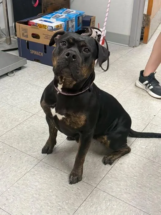 An adult medium-sized female Pit Bull Terrier dog named Nixie for adoption in Sorrento, LA