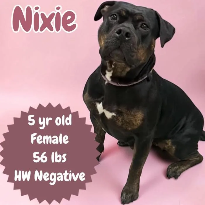 Nixie thumbnail 2