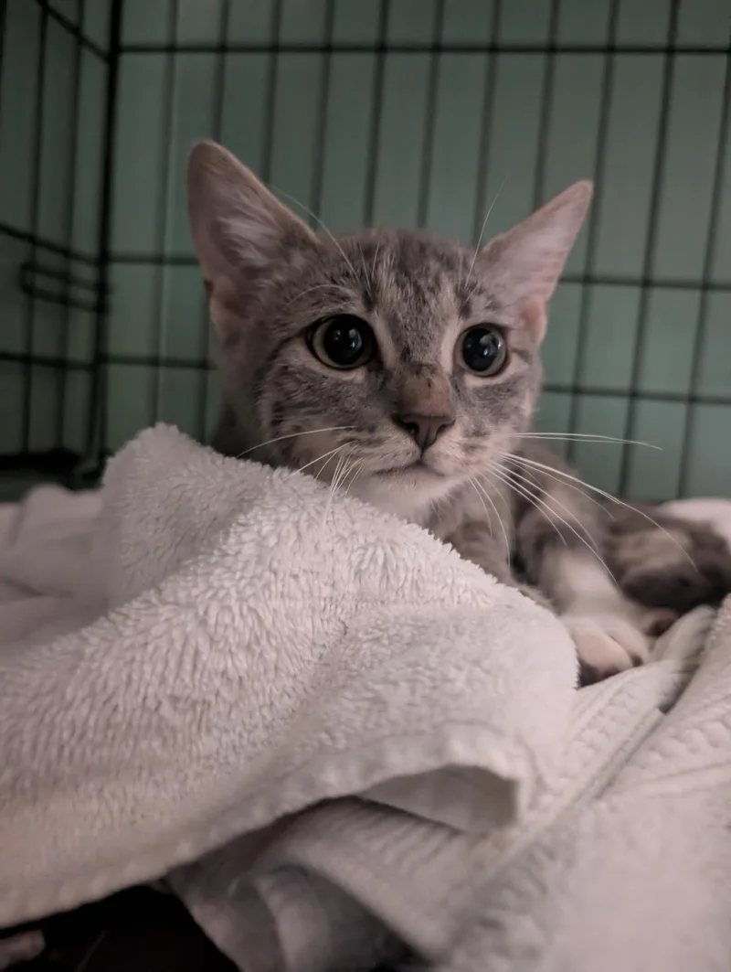 A baby medium-sized female Domestic Short Hair cat named Shimmer for adoption in Herndon, VA