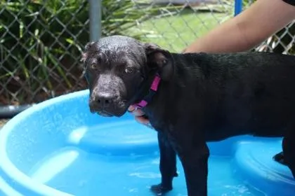 An adult medium-sized female American Bulldog dog named Winnie for adoption in Brunswick, GA