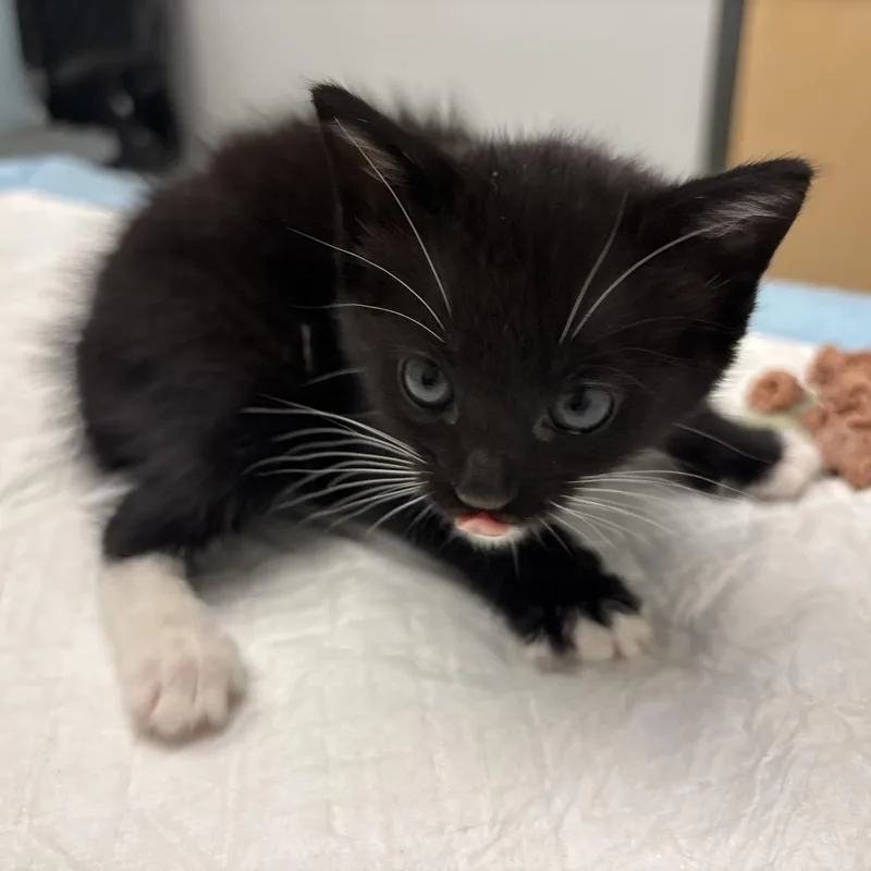 A baby small-sized female Black Domestic Short Hair cat named Gull for adoption in Jacksonville, FL