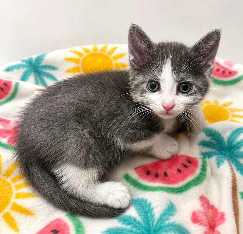 A baby medium-sized male Gray & White Domestic Short Hair cat named Hot Pocket for adoption in Greensboro, NC