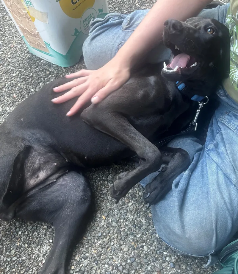 A baby medium-sized female Black Whippet dog named Prieta for adoption in Olympia, WA