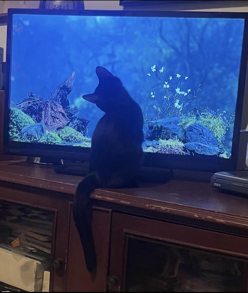 A baby medium-sized male Black Domestic Short Hair cat named BooBoo for adoption in Rochester Hills, MI