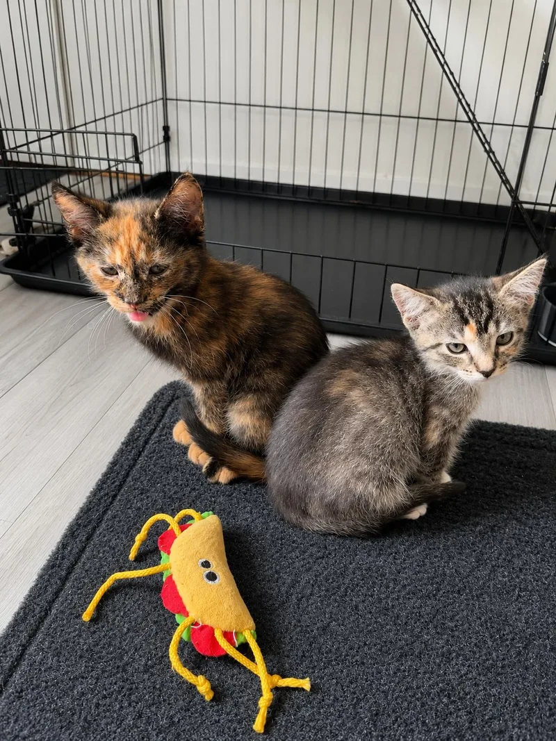 A baby medium-sized female Domestic Short Hair cat named Sprite for adoption in Stewartsville, NJ