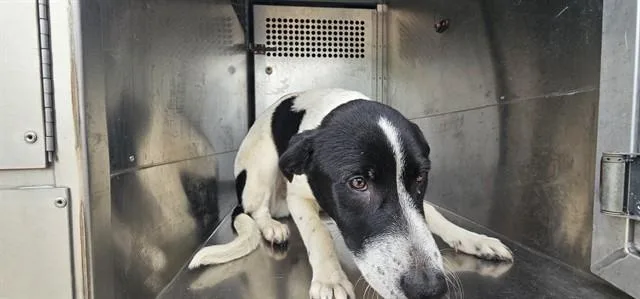 A young medium-sized male Mixed Breed dog named Der König for adoption in Garland, TX