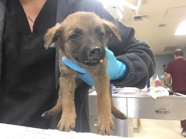 A baby small-sized female Belgian Shepherd / Malinois dog named Melissa for adoption in Riverside, CA