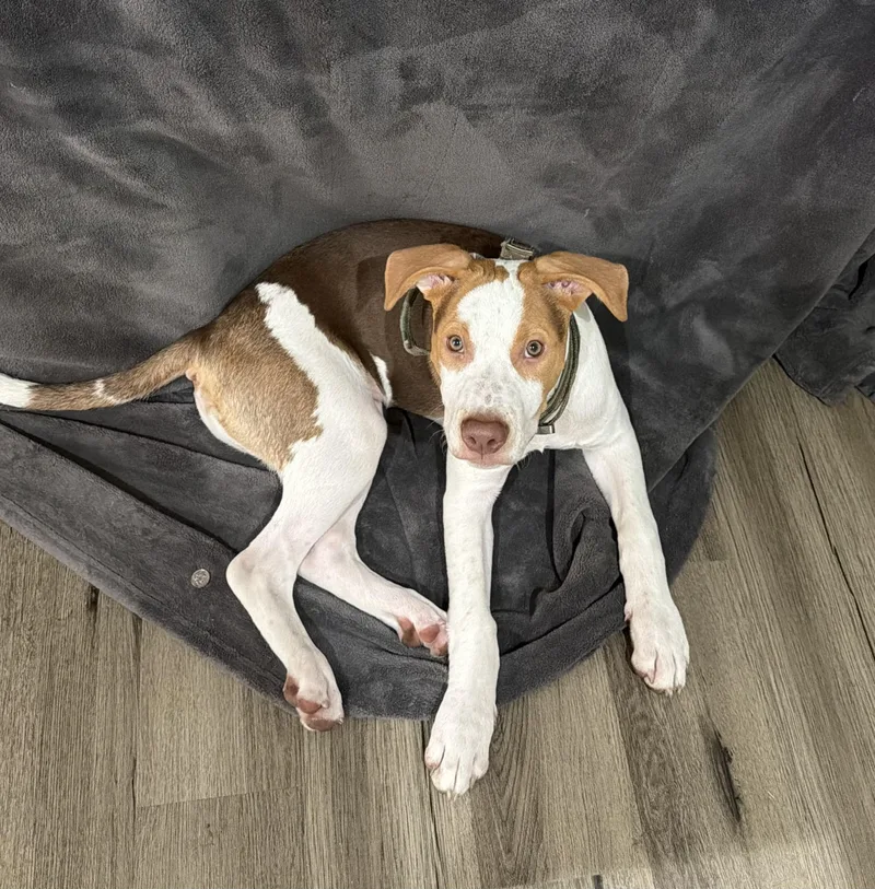 A baby medium-sized male White / Cream Mixed Breed dog named Spud for adoption in Longview, TX