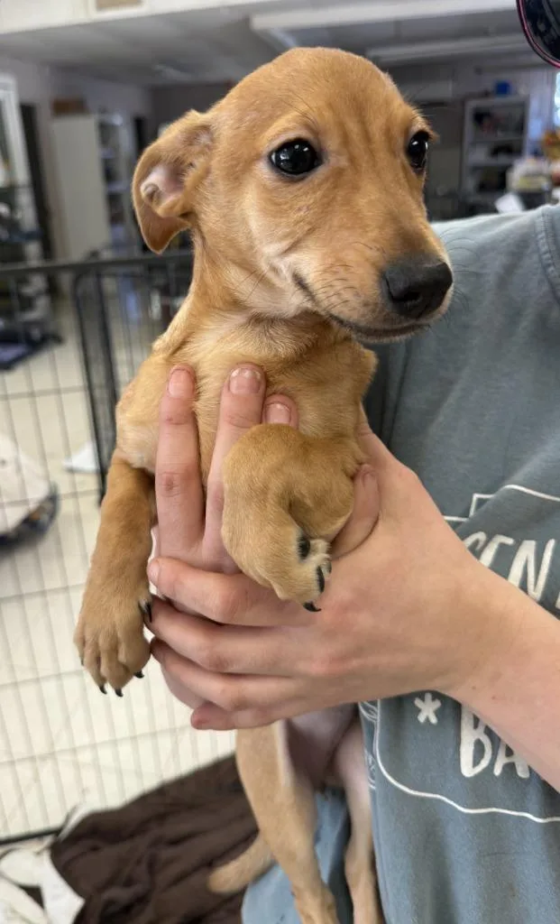 A baby small-sized female Chihuahua dog named Dianne for adoption in Lemoore, CA