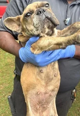 A young medium-sized female French Bulldog dog named A for adoption in Houston, TX