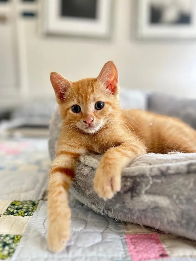 A baby medium-sized male Tabby (Orange / Red) Domestic Short Hair cat named Bogart for adoption in Oceanside, CA