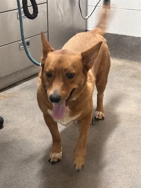 An adult medium-sized male Cardigan Welsh Corgi dog named Yosemite for adoption in Upper Marlboro, MD