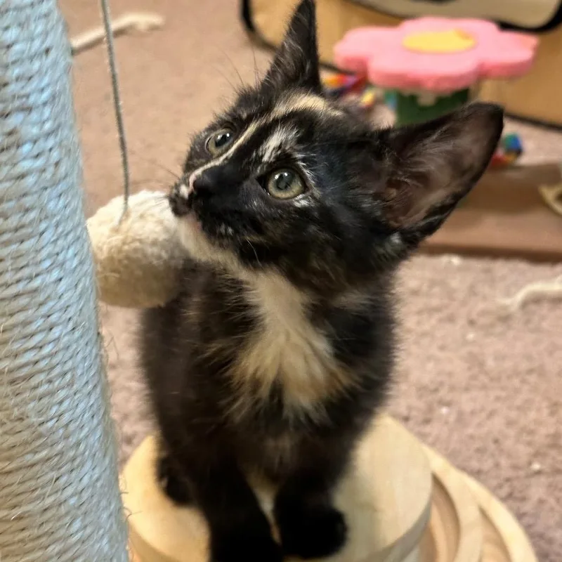 A baby small-sized female Tortoiseshell Domestic Short Hair cat named Bubbles Beach for adoption in Morrison, CO