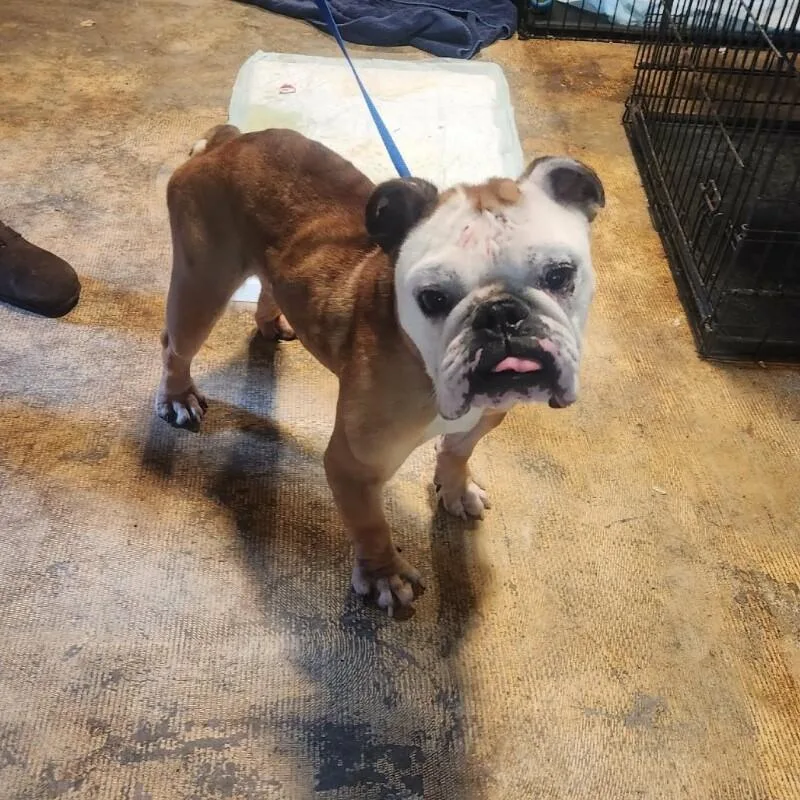 An adult medium-sized male English Bulldog dog named Monty for adoption in Windsor, CO