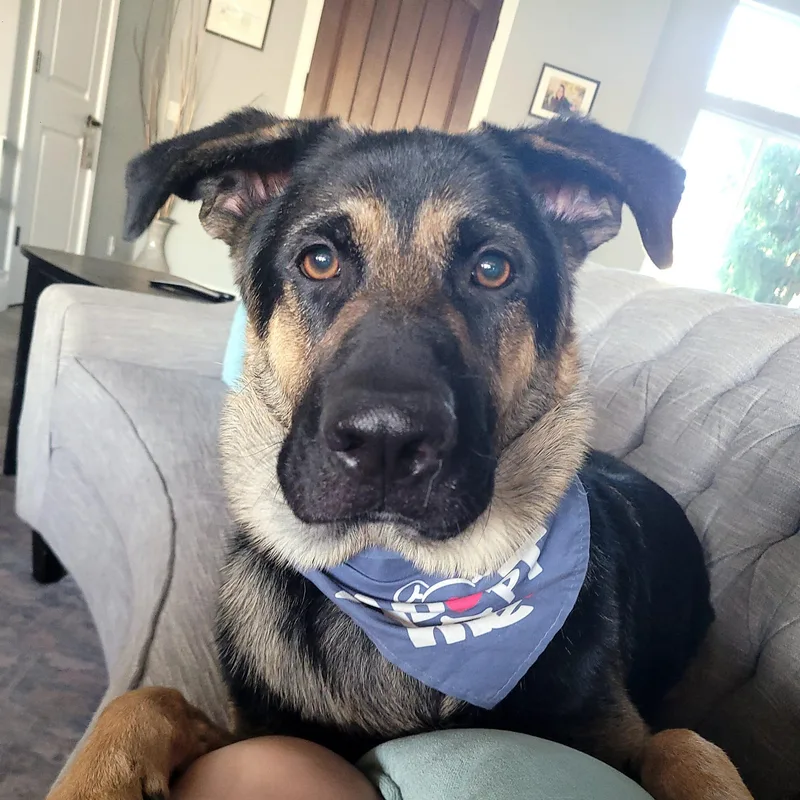 An adult large-sized male German Shepherd Dog dog named Arcadia for adoption in West Richland, WA