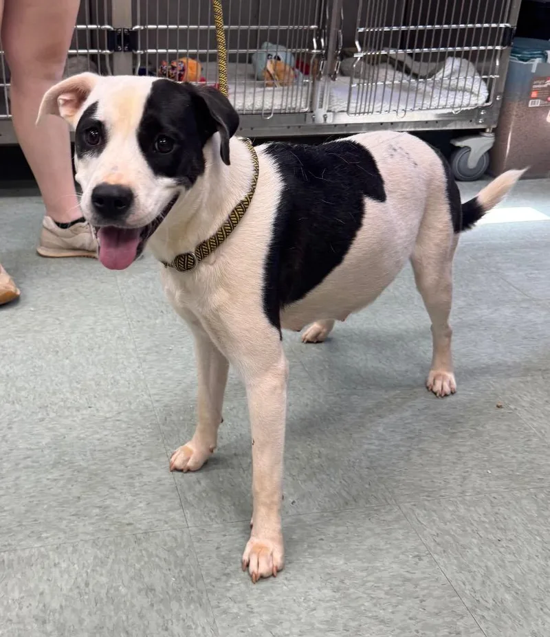 A young medium-sized female Mixed Breed dog named Darla Hold Until for adoption in Danielsville, GA