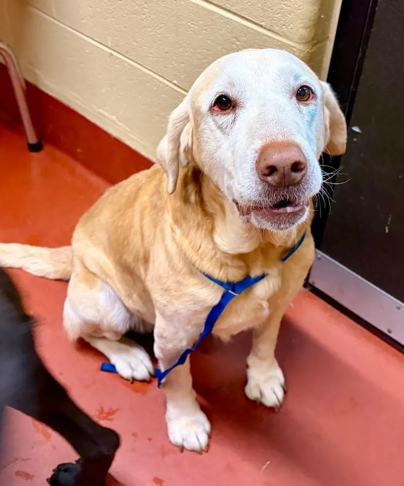 An adult large-sized male Labrador Retriever dog named Dude for adoption in Douglasville, GA