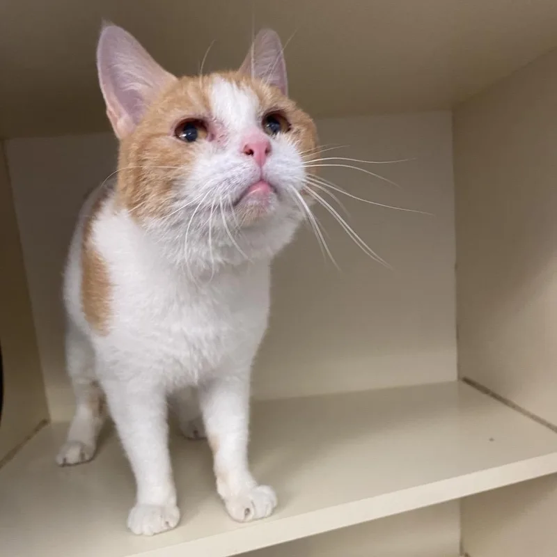 An adult medium-sized female Orange / Red Domestic Short Hair cat named Cookie for adoption in Dayton, OH